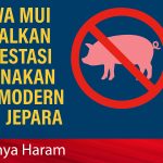 Fatwa MUI Gagalkan Investasi Peternakan Babi Modern di Jepara